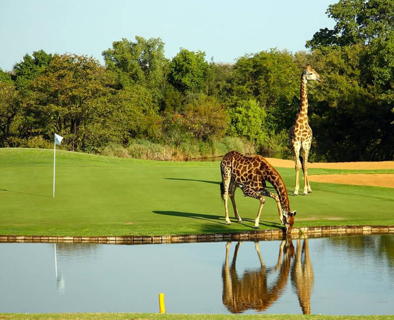 voyage golf afrique du sud big5 big 5 five safari