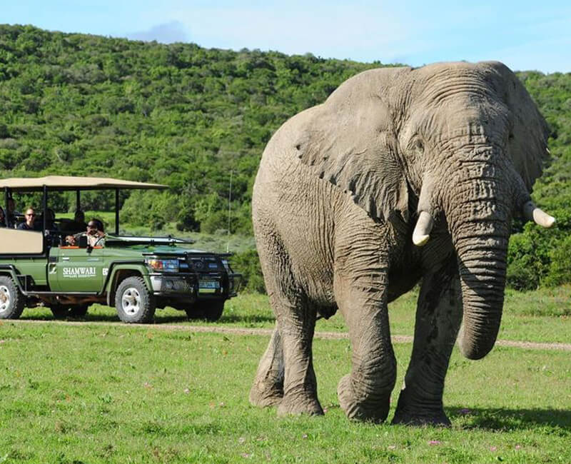 voyage golf afrique du sud big5 big 5 five safari