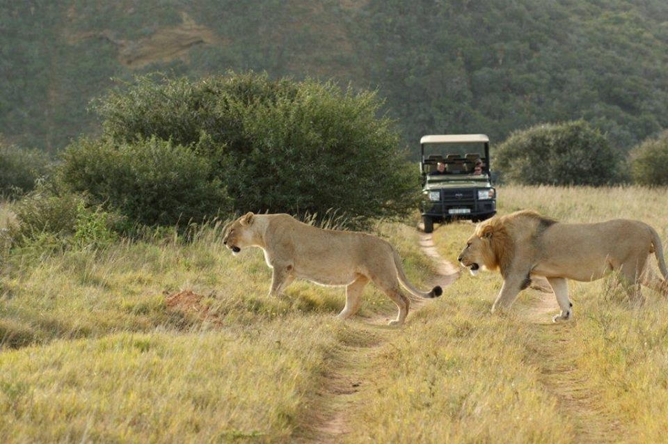 voyage golf afrique du sud big5 big 5 five safari